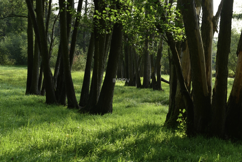 Pfad um die Welt in Kreischa