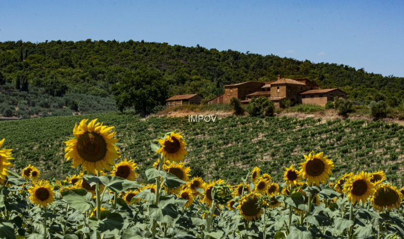 Toskana, Sonnenblumen